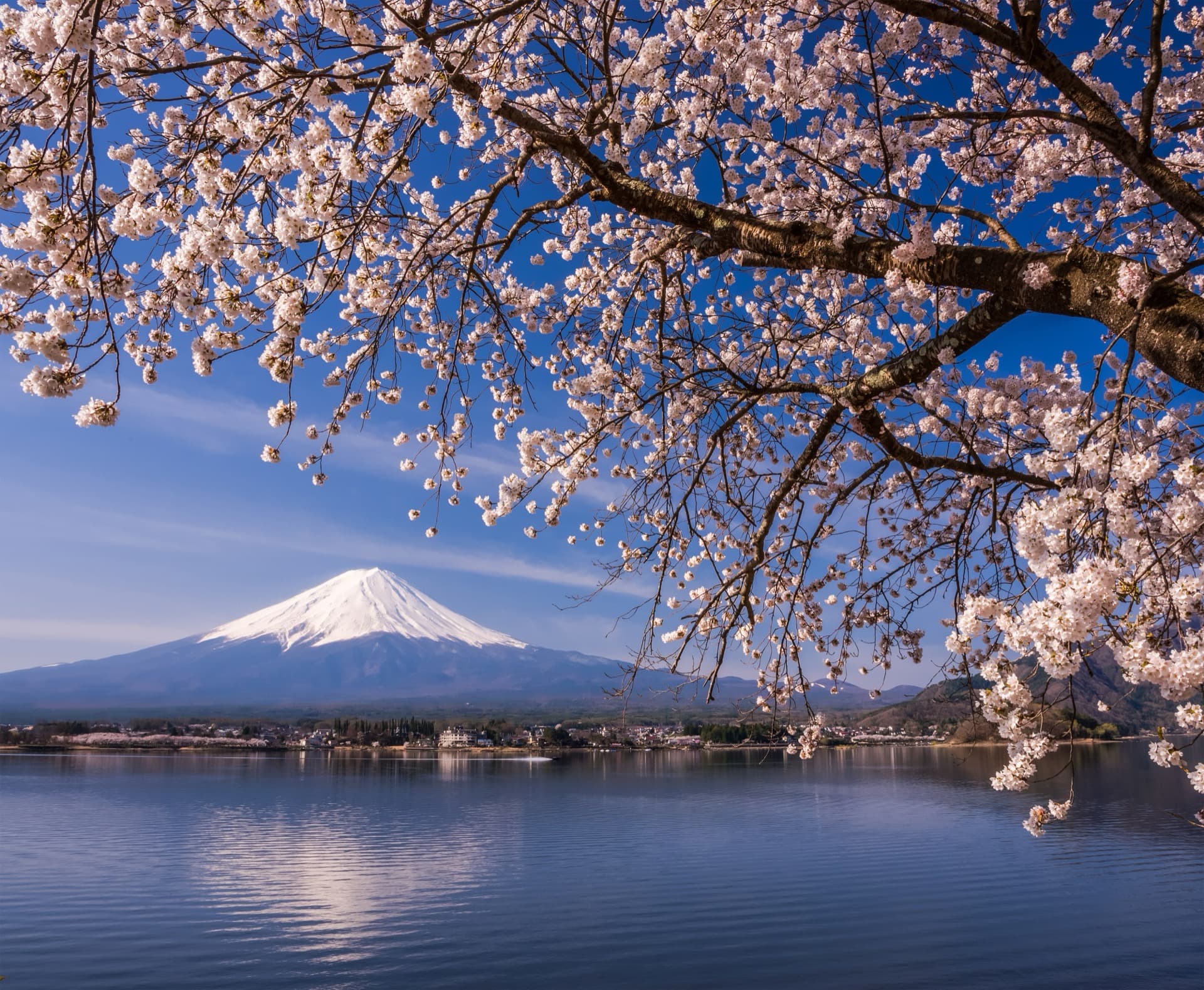 Mount Fuji framed by cherry blossoms
